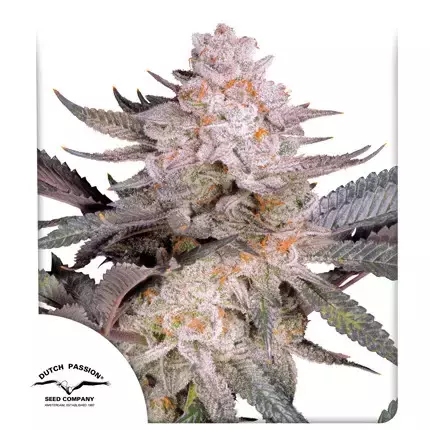 ORANGE BUD 2.0 (3 seeds) NEW 2024 - comprar online