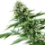 POWER FLOWER X 3 FEM - Royal Queen - comprar online