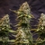 Speedy Chile (Fast Flowering) - ROYAL QUEEN SEEDS - comprar online