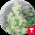 Y GRIEGA FAST VERSION X3 - Medical Seeds