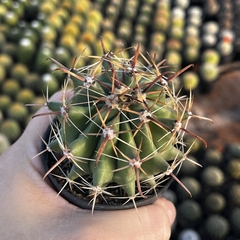 Ferocactus Horridus pote 07