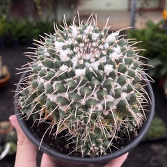 Mammillaria Compressa pote 14 na internet