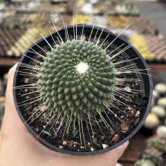 Mammillaria Pico Pote 11 - Cactario JD