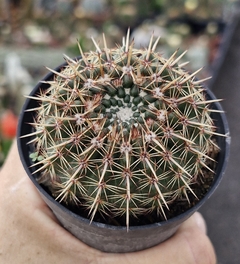 Notocactus Submamulosus pote 07 - comprar online