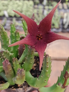 Stapelia Schinzii var angolensis pote 07 na internet