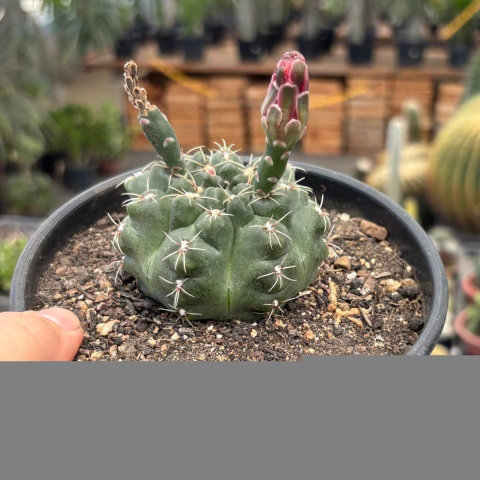 Gymnocalycium Baldianum flor rosa pote 14 - comprar online