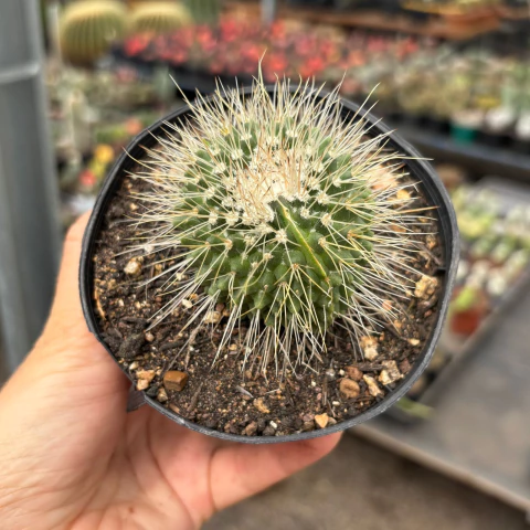 Mammillaria Pico monstruosa pote 11 - comprar online