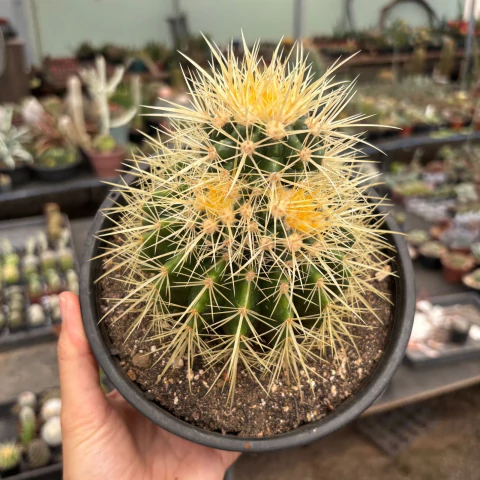 Echinocactus Grusonii com brotos no topo cuia 18 - comprar online