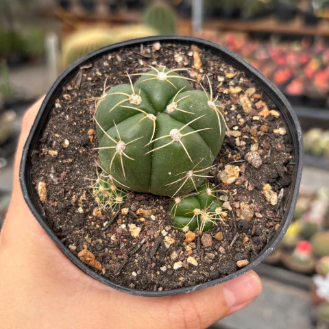 Gymnocalycium Horst c/ brotos 02 pote 11 - comprar online