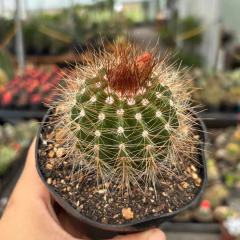 Notocactus Horst flor laranja pote 11 - comprar online