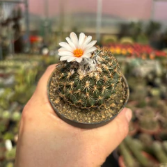 Turbinicarpus Yzabelae pote 07 - Cactario JD