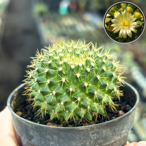 Mammillaria Marksiana pote 07