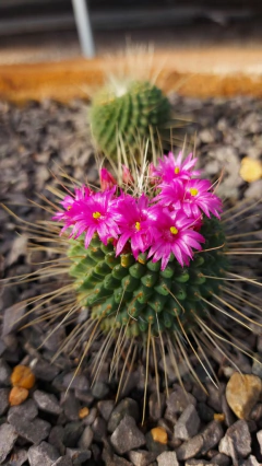 Mammillaria Pico Pote 11 na internet