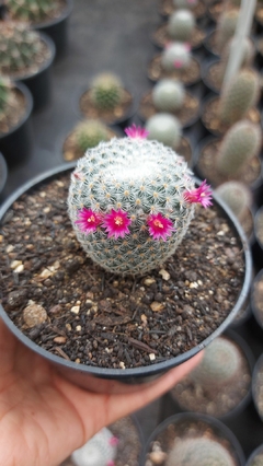 Mammillaria Albilanata pote 11 - comprar online