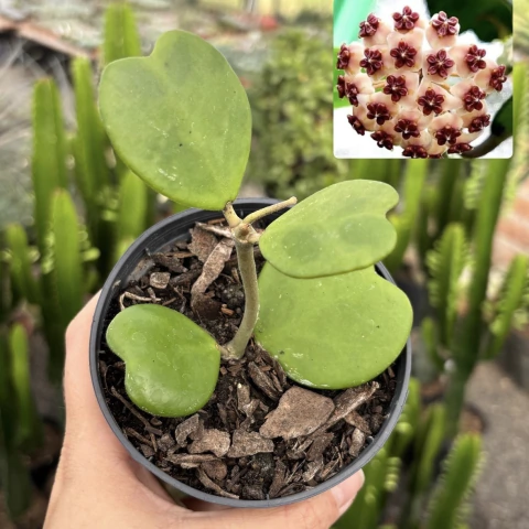 Hoya Kerrii - Planta coração pote 11 - comprar online