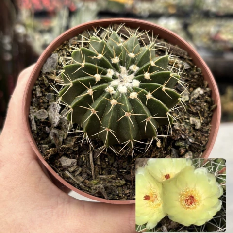 Wigginsia Erinacea pote 11 - comprar online