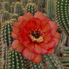 Trichocereus grandiflorus pote 07 - Cactario JD