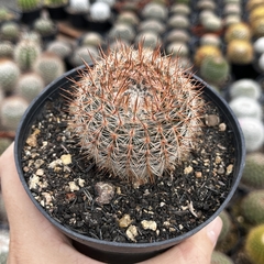 Notocactus Schlosserii pote 11 - comprar online