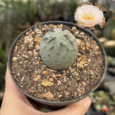 Tephrocactus geometricus pote 11 - comprar online