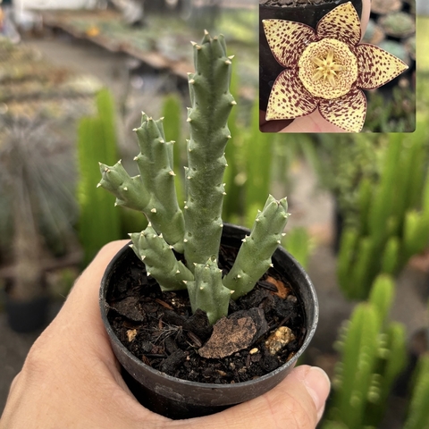 Orbea Variegata flor amarela pote 07 - comprar online