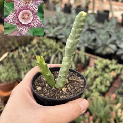 Orbea Verrucosa var cooperi pote 07 - comprar online