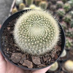 Parodia Haselbergii Pote 11 - Cactario JD