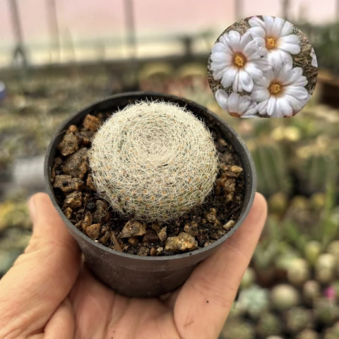 Mammillaria lenta pote 07 - comprar online