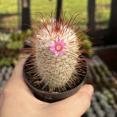 Mammillaria Bombycina pt 07