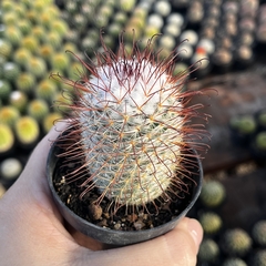 Mammillaria Bombycina pt 07 - comprar online