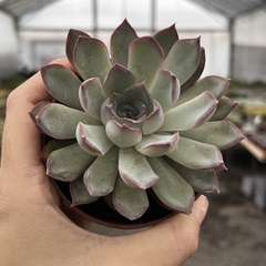 Echeveria Dark Ice pote 11