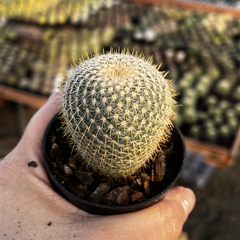 Mammillaria Celsianus pt 07