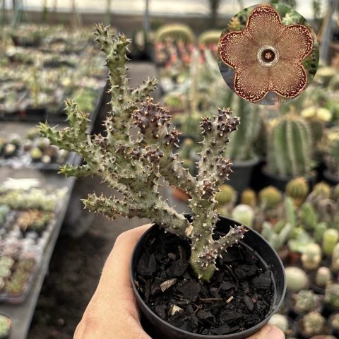 Tapete persa pote 11 - comprar online