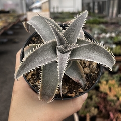 Dyckia Marnier Lapostollei pote 11