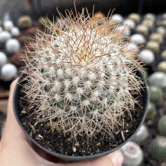 Mammmillaria Leptacantha var rubrispina pote 11 na internet