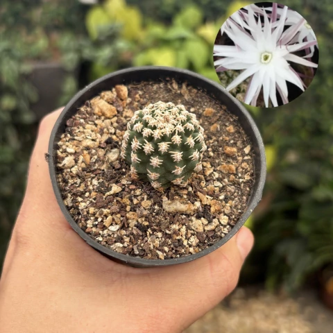 Pygmaeocereus bieblii pote 07 - comprar online