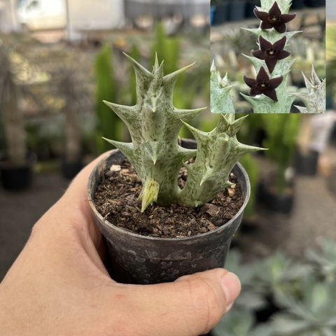 Orbea Decaisneana Hesperidum pote 07 - comprar online