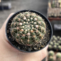 Notocactus uebelmannianus pt 07