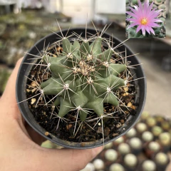 Thelocactus Matudae Pote 11 na internet