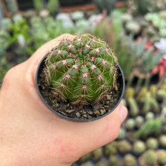 Notocactus glaucinus pote 06 - comprar online
