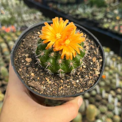 Parodia Mairanana Pote 11 - comprar online