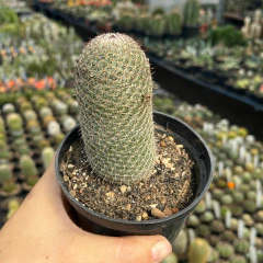 Mammillaria Matudae Pote 11 - comprar online