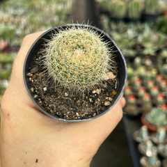 Notocactus Agnatae pote 07 - comprar online