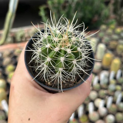 Coleocephalocereus Goebelianus Pote 07 - comprar online