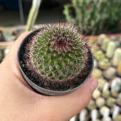 Mammillaria Tenango del Valle pote 07 - Cactario JD