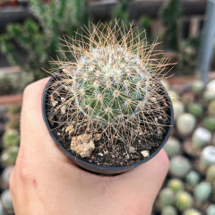 Mammillaria leptacantha rubrispina pote 07 - comprar online