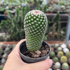 Mammillaria Matudae pt 07 - comprar online