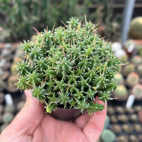 Euphorbia Inconstantia pote 07 - comprar online