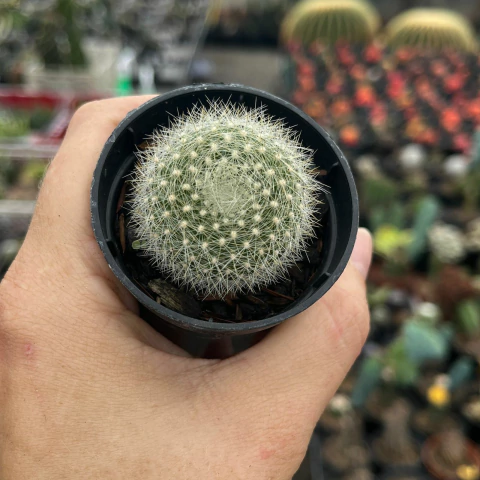 Parodia Haselbergii pote 06 - comprar online