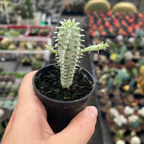 Euphorbia Mamilaris Variegata pote 06 - comprar online