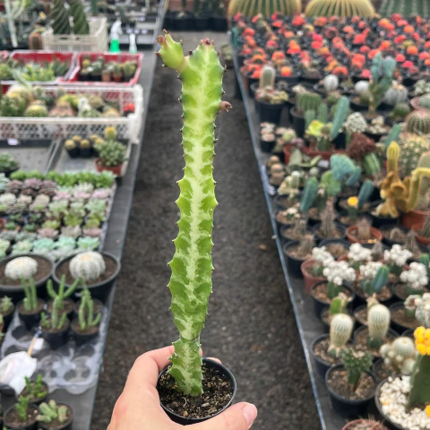 Euphorbia Láctea pote 06 - comprar online